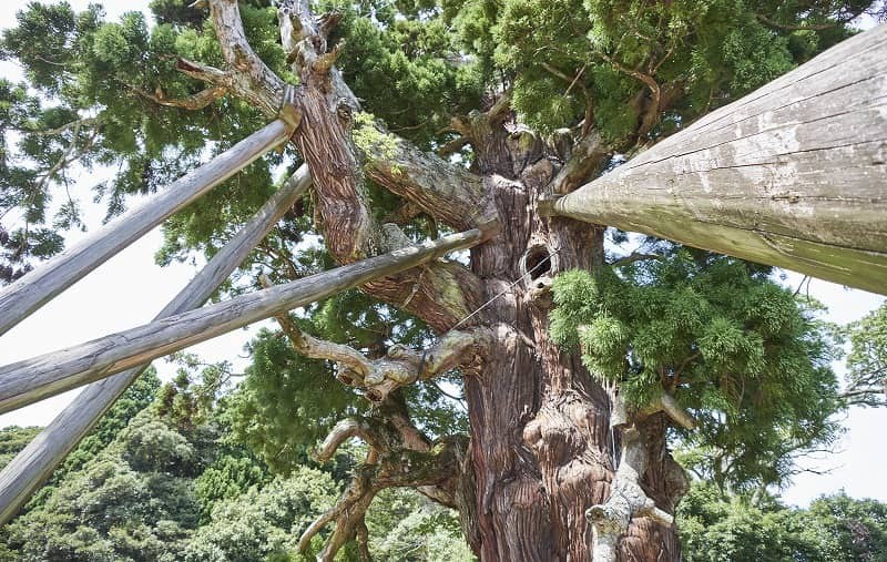 島根県隠岐諸島・隠岐の島町の観光名所『たまわかすみこと神社』