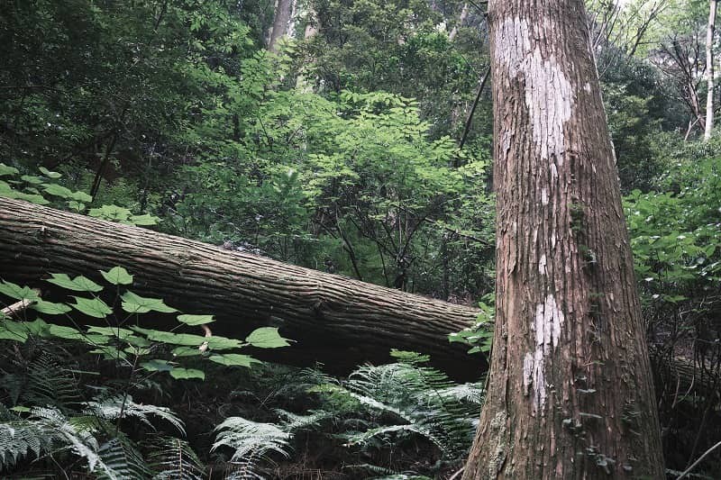 島根県隠岐諸島・隠岐の島町の観光名所『壇鏡の滝』