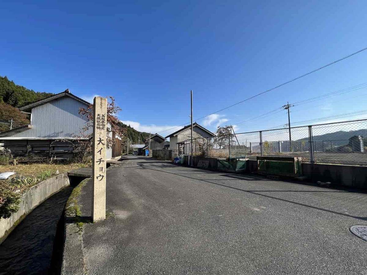 鳥取県東伯郡琴浦町の「転法輪寺（てんぽうりんじ）」にある大イチョウの様子