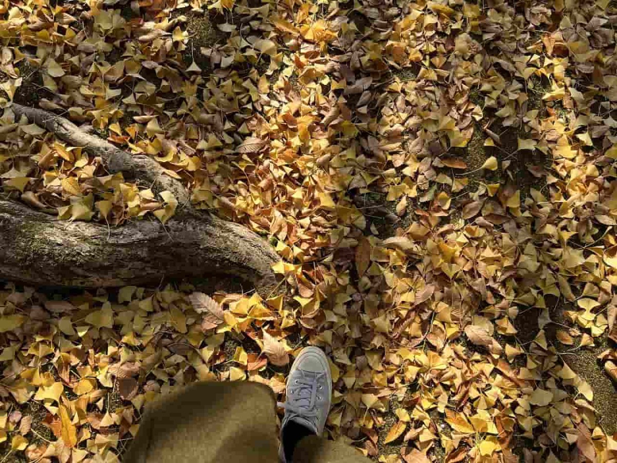 鳥取県鳥取市にある「樗谿公園」が紅葉シーズンを迎えた時の様子