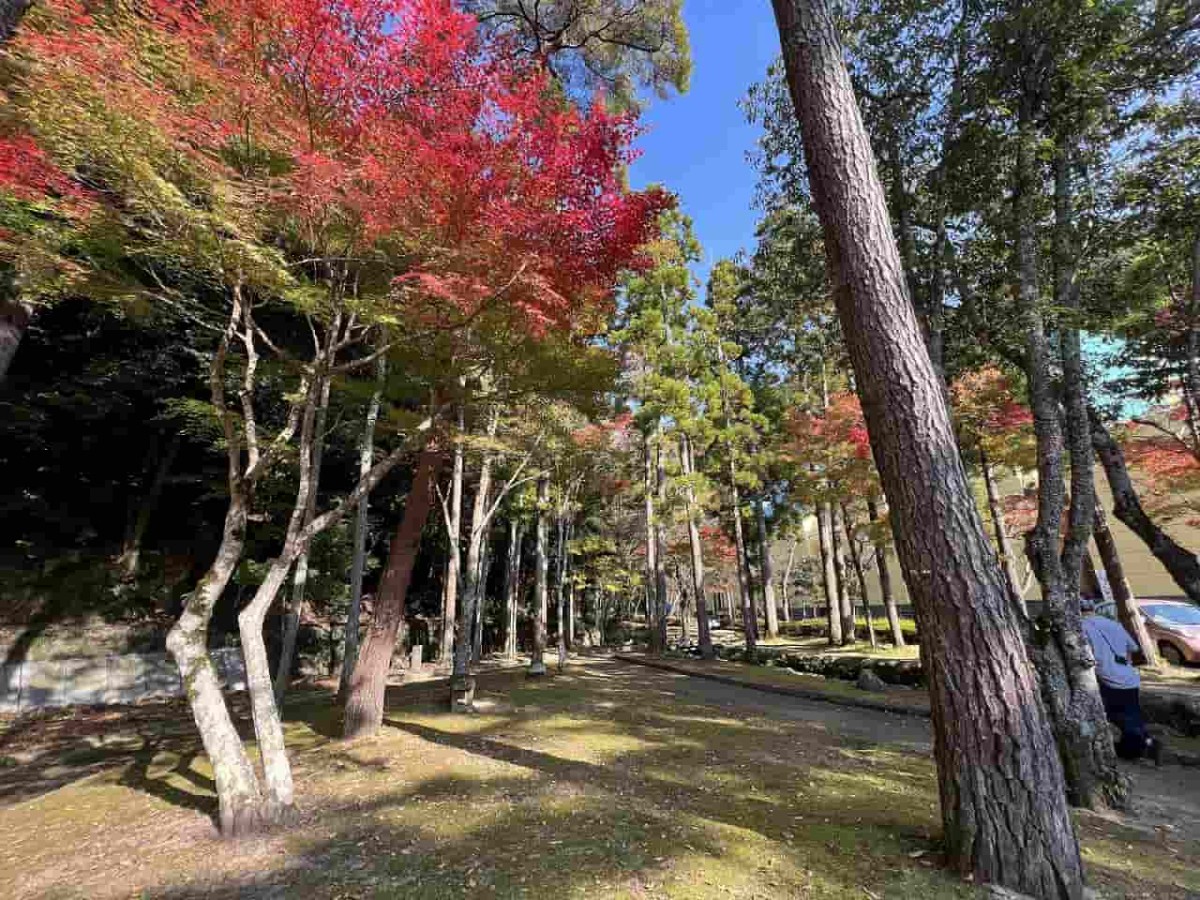 鳥取県鳥取市にある「樗谿公園」が紅葉シーズンを迎えた時の様子