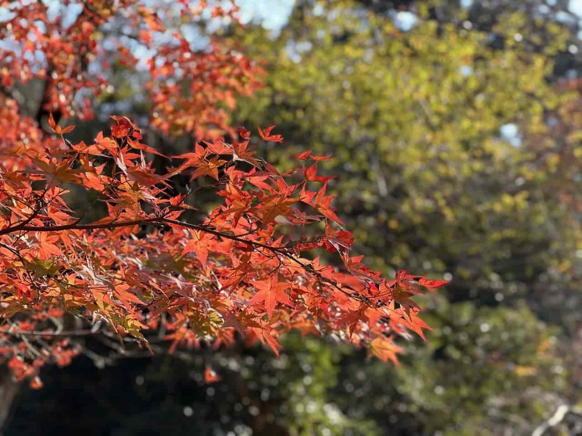 鳥取県鳥取市にある「樗谿公園」が紅葉シーズンを迎えた時の様子