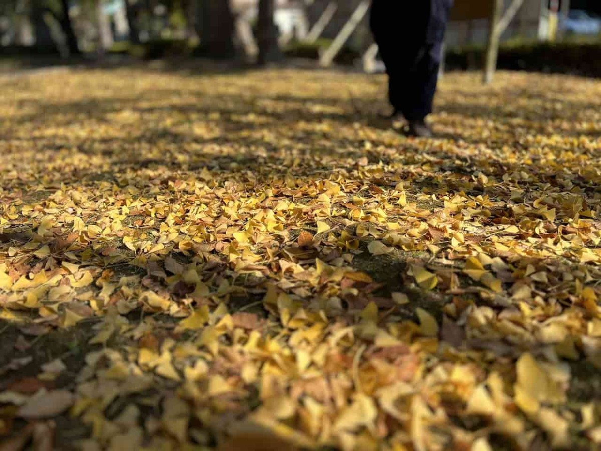 鳥取県鳥取市にある「樗谿公園」が紅葉シーズンを迎えた時の様子