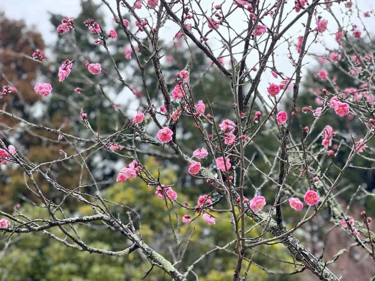 鳥取県米子市尾高の梅園で見られる梅の花