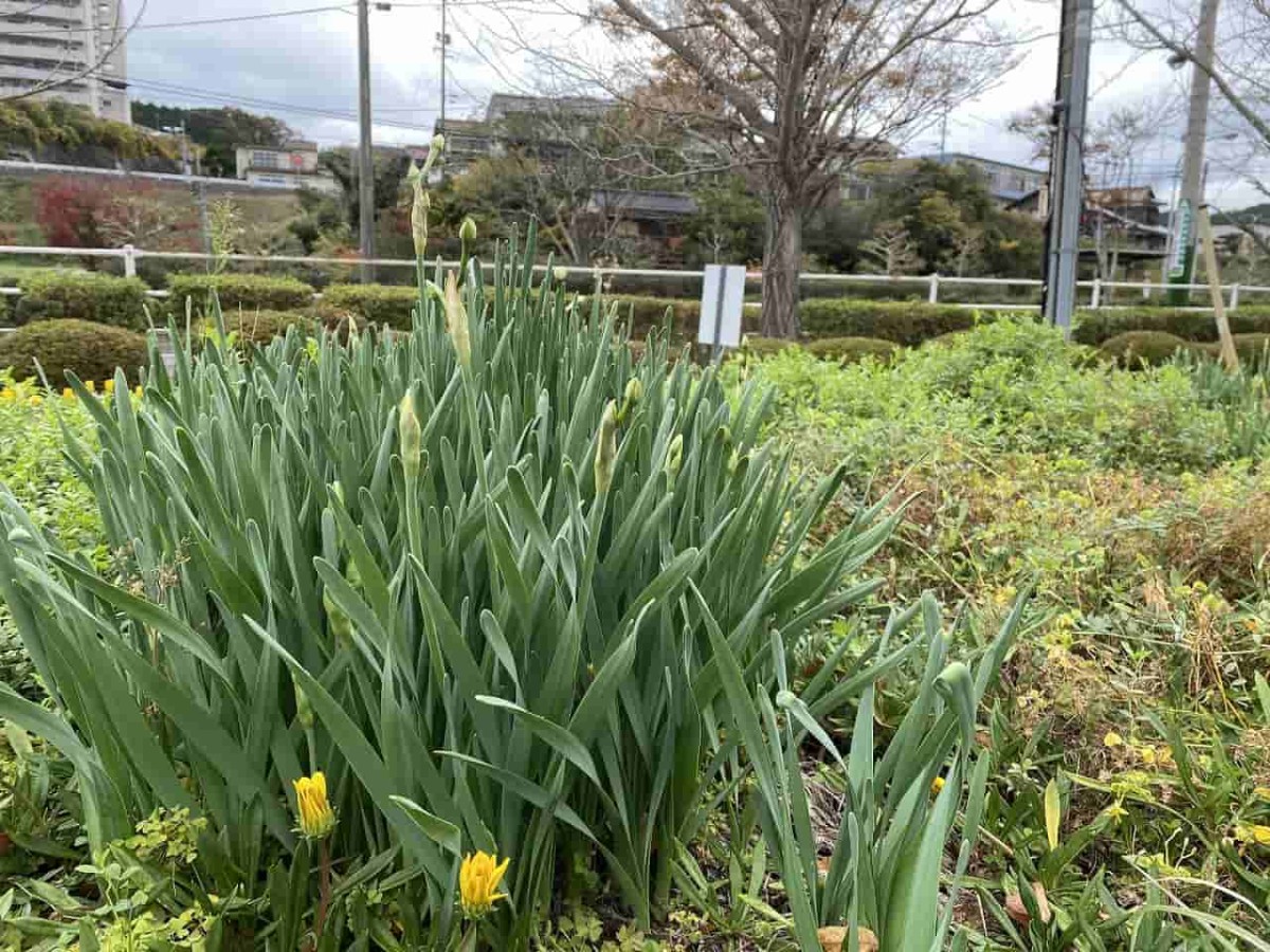 島根県浜田市にある『浜田市東公園』内に咲く水仙