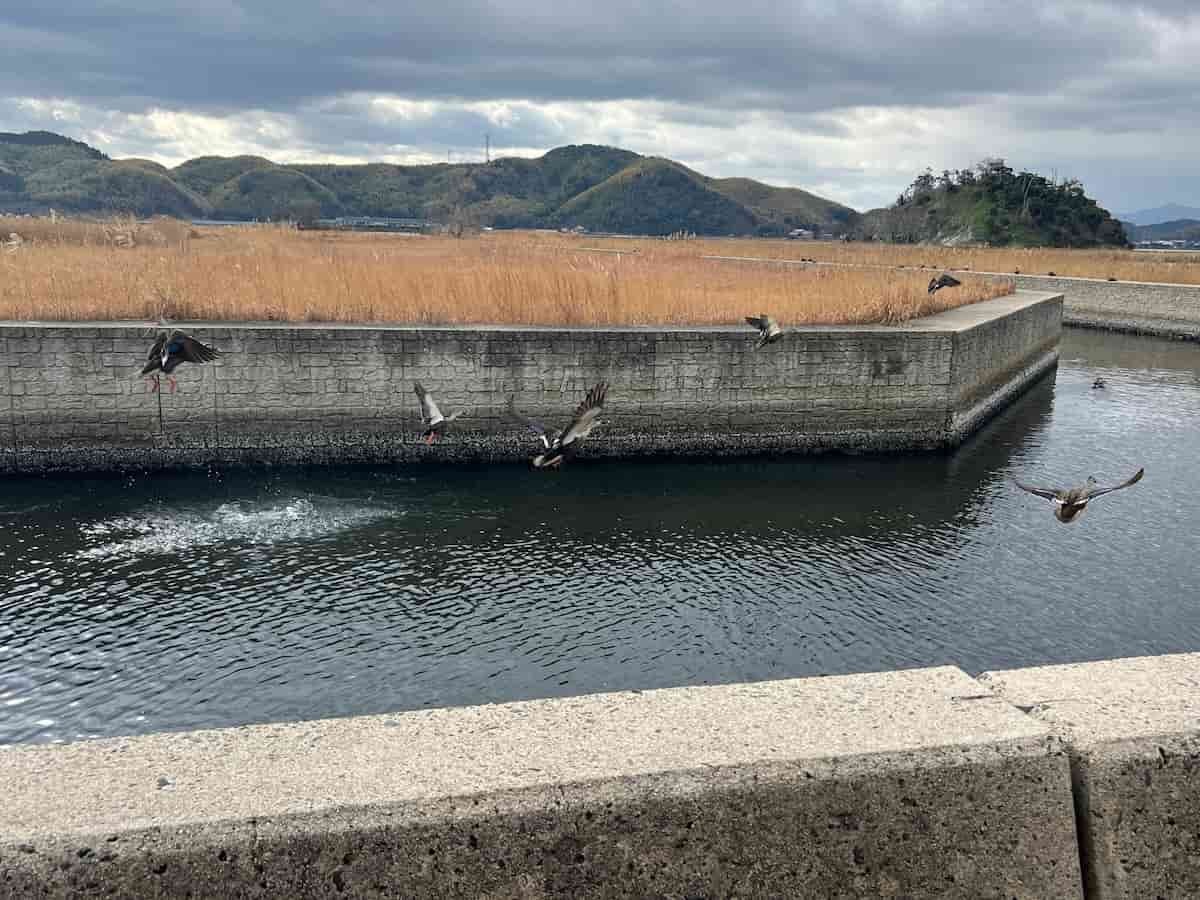 鳥取県米子市彦名町の『安倍彦名団地公園』近くにある中海沿いの歩道で見かけた鳥