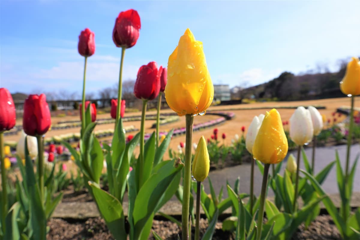 島根県出雲市にある『しまね花の郷』で２月末まで見られる冬咲きチューリップ