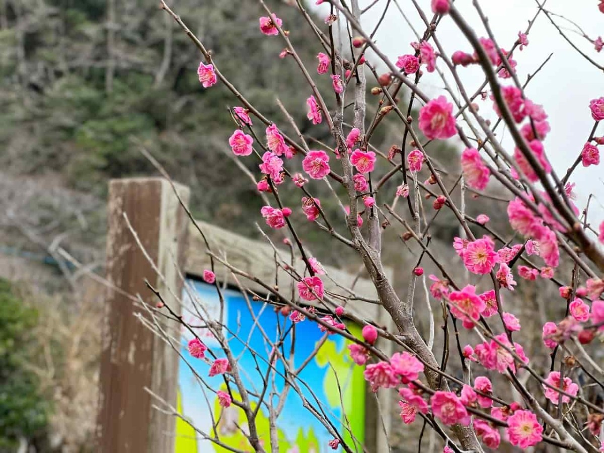 島根県松江市にある『チェリーロードさくら公園』の様子