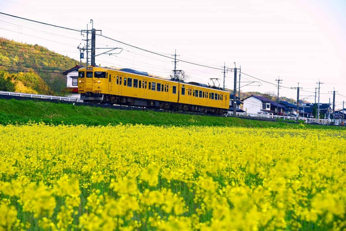 鳥取県伯耆町上細見の菜の花