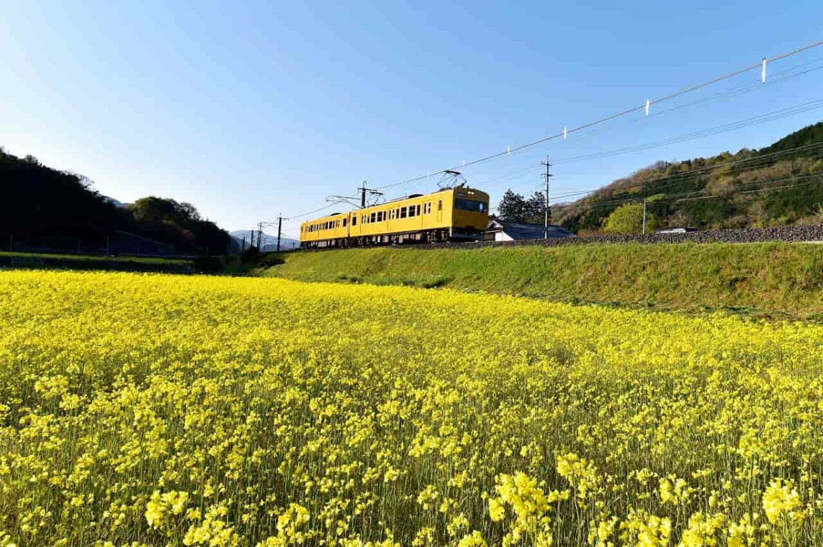 鳥取県伯耆町上細見の菜の花