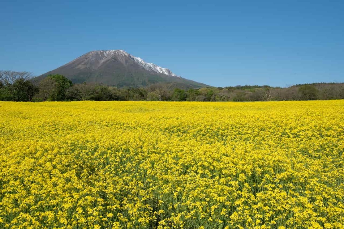 鳥取県西伯郡伯耆町福兼の菜の花