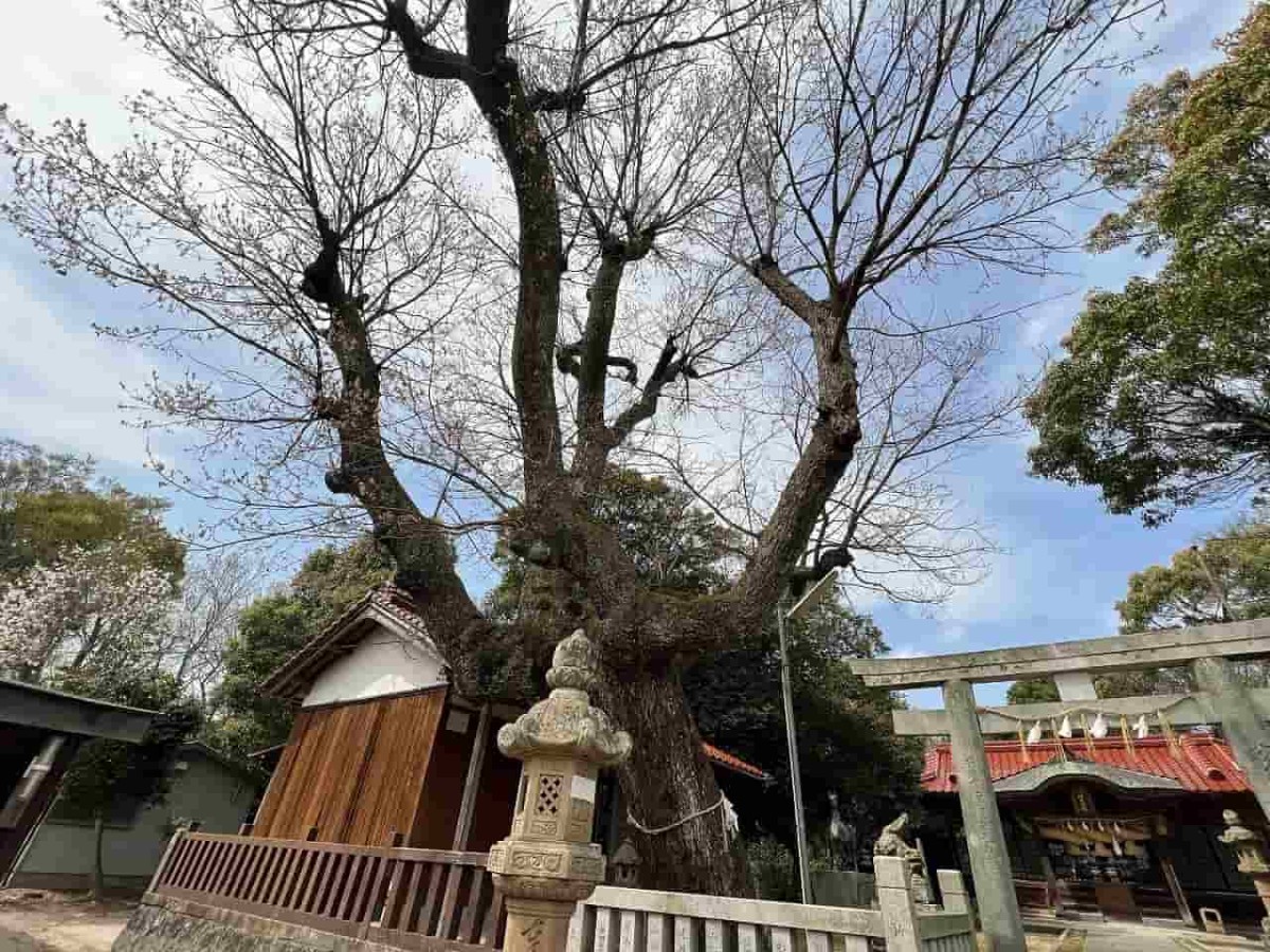 鳥取県境港市にある「餘子神社（あまりこじんじゃ）」の春の様子