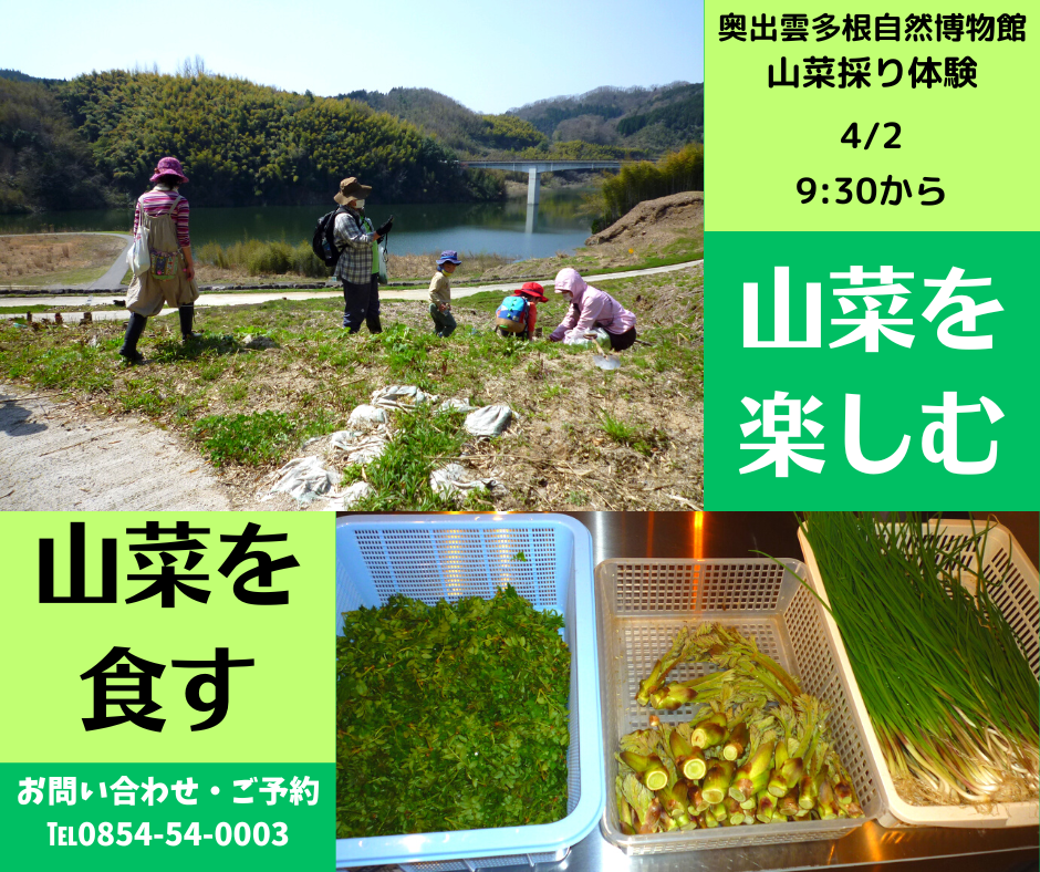 島根県仁多郡奥出雲町のイベント「【要予約】奥出雲で春の山菜採り体験」のイメージ