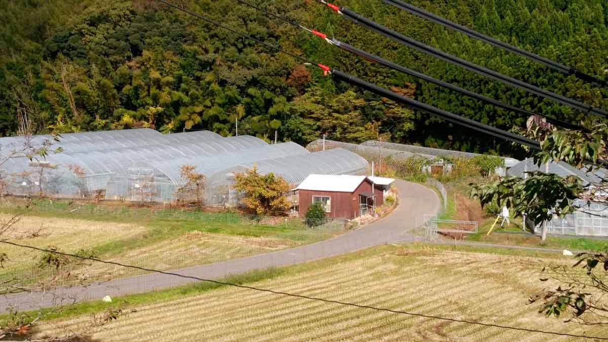 鳥取県湯梨浜町のおすすめいちご狩りスポット『小林農園』の園内の様子