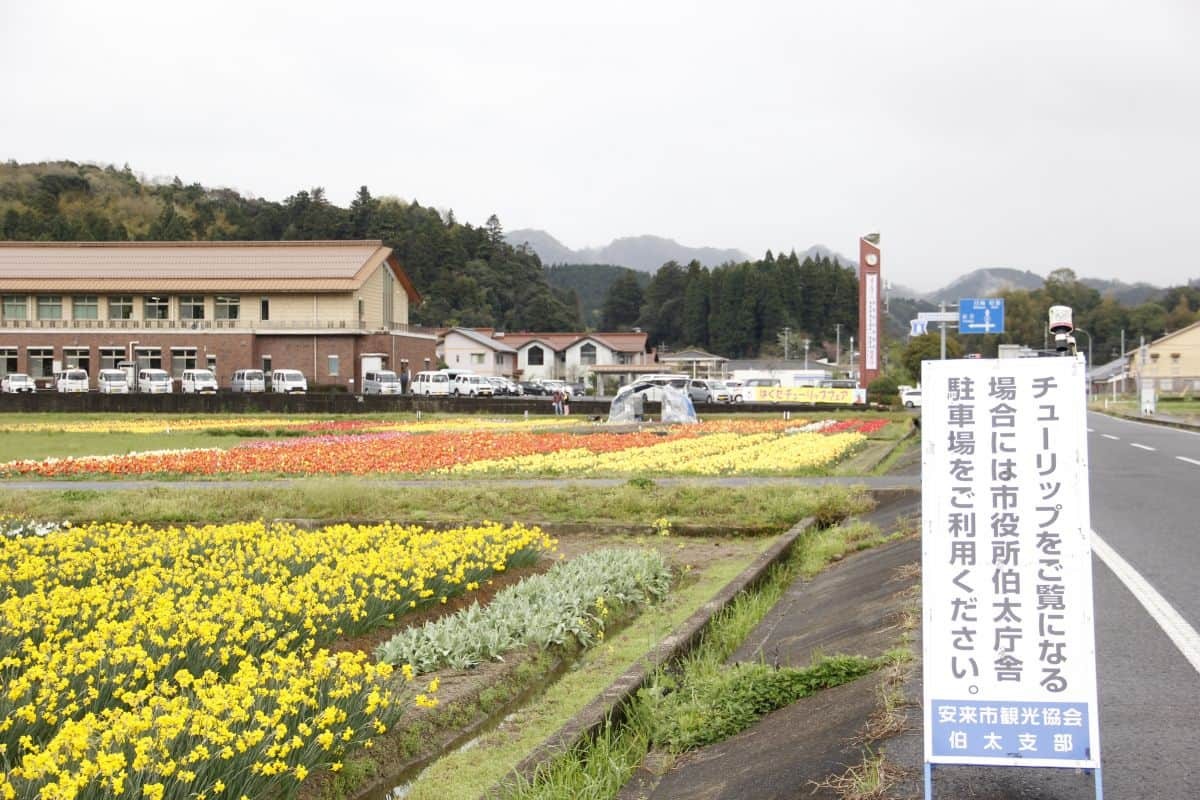 島根県安来市伯太町のフラワースポット『伯太のチューリップ畑』の駐車場付近