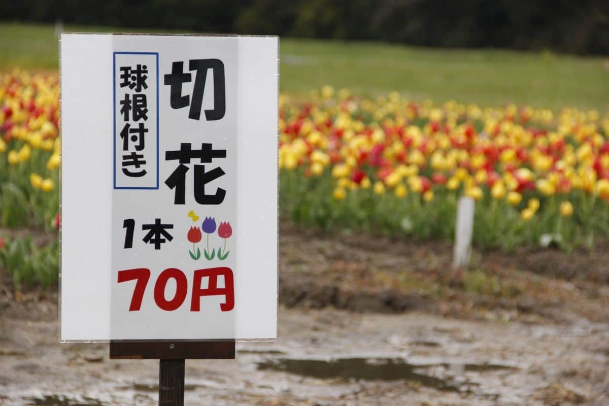 島根県安来市伯太町のフラワースポット『伯太のチューリップ畑』の現地の様子