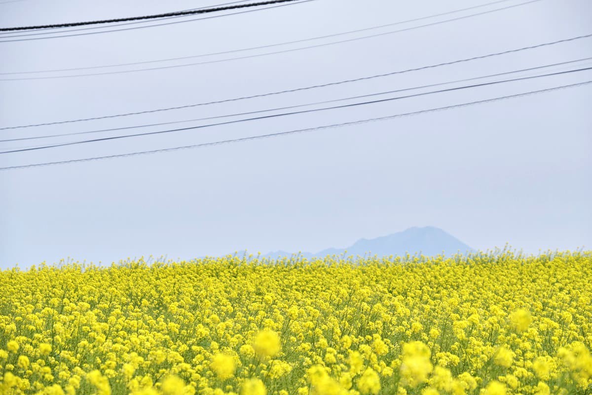 島根県松江市にある大根島の菜の花畑