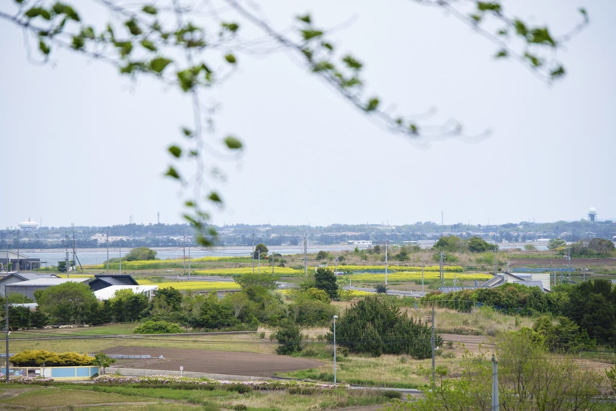 島根県松江市大根島にある大塚山公園から見た菜の花畑