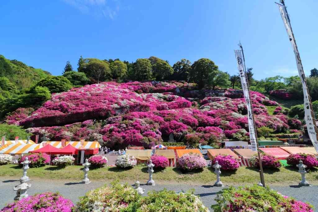 島根県浜田市のイベント「三隅氏発祥800年記念「三隅つつじ祭り」」のイメージ