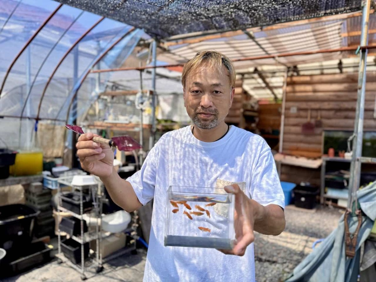 島根県出雲市にある『メダカ屋こう』の店主