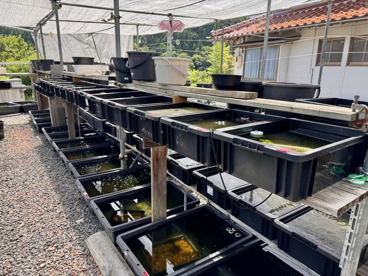島根県出雲市にある『メダカ屋こう』のメダカ