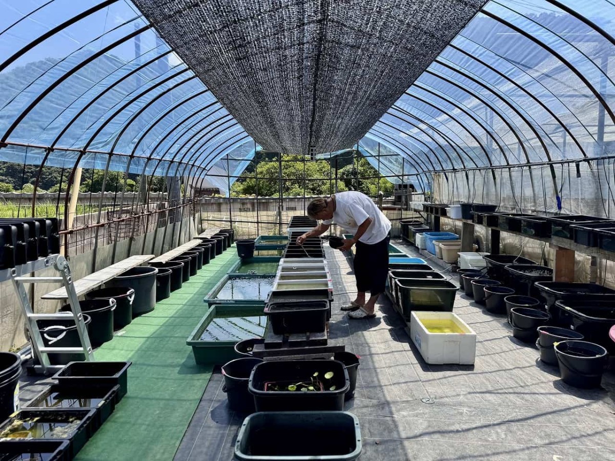 島根県出雲市にある『メダカ屋こう』の飼育小屋の様子