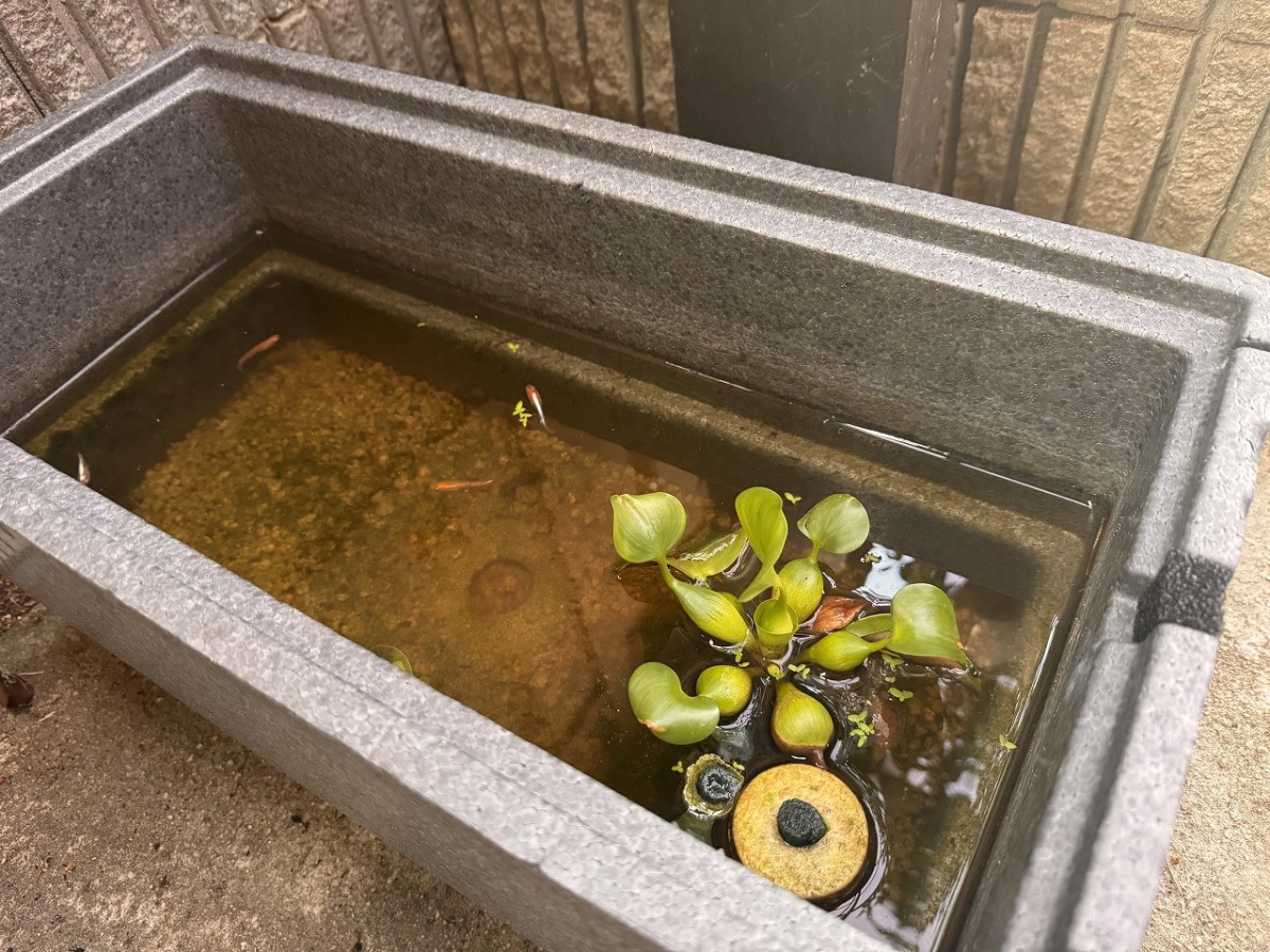 島根県出雲市にある『メダカ屋こう』で購入したメダカ