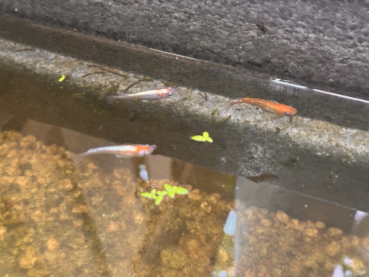 島根県出雲市にある『メダカ屋こう』で購入したメダカ