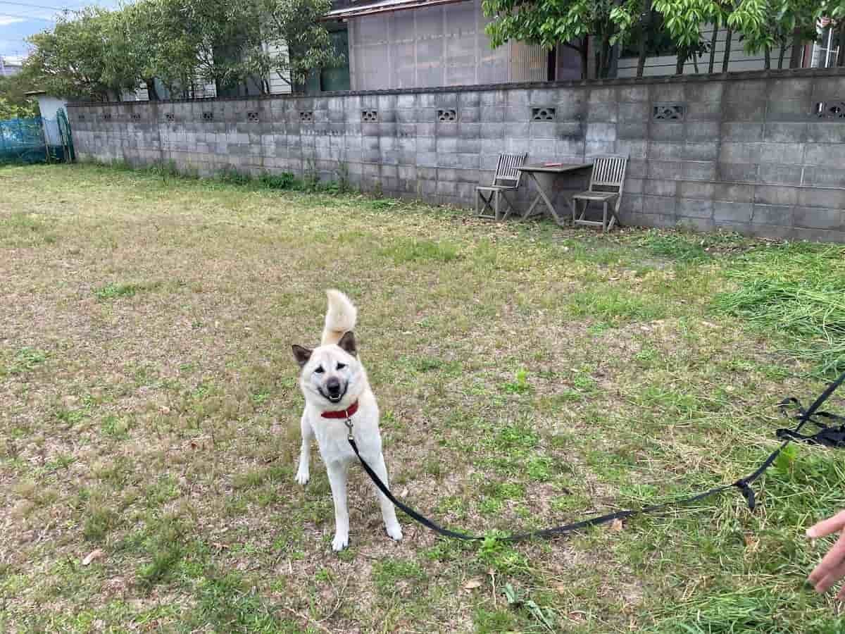 鳥取県境港市で見つけたドッグランで遊ぶフクくん