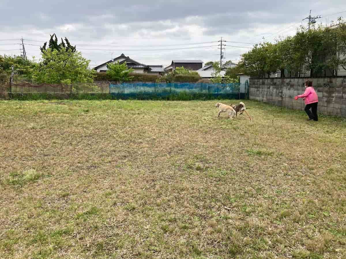 鳥取県境港市で見つけたドッグランで遊ぶご近所さんのワンちゃん