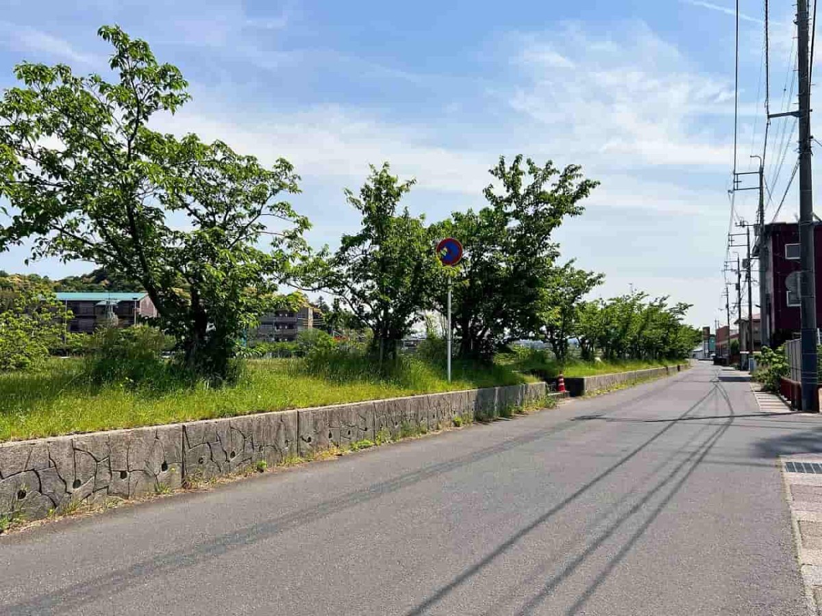 島根県松江市の朝酌川沿いに咲いているムギナデシコの花の様子