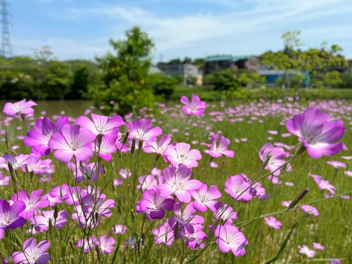 島根県松江市の朝酌川沿いに咲いているムギナデシコの花の様子