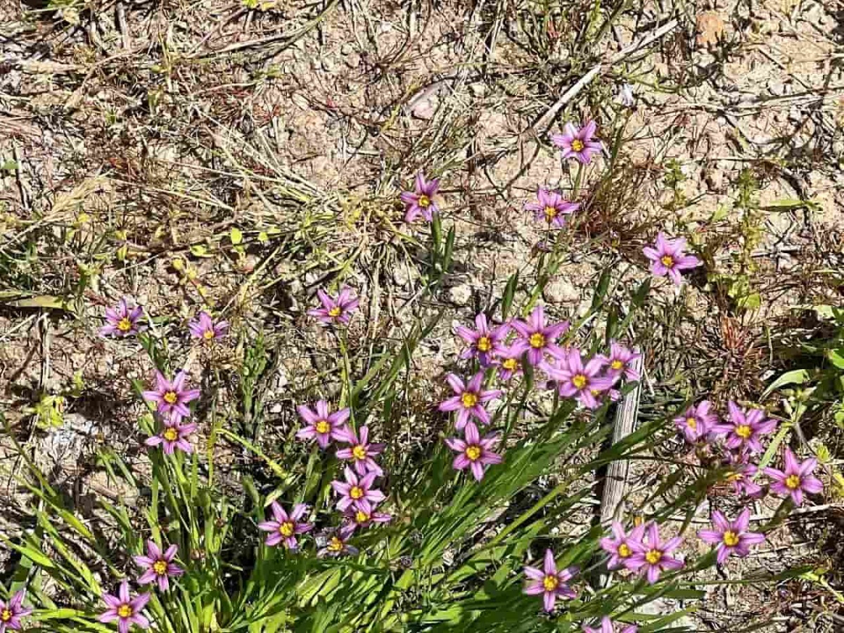 島根県松江市の朝酌川沿いに咲いているムギナデシコの花の様子