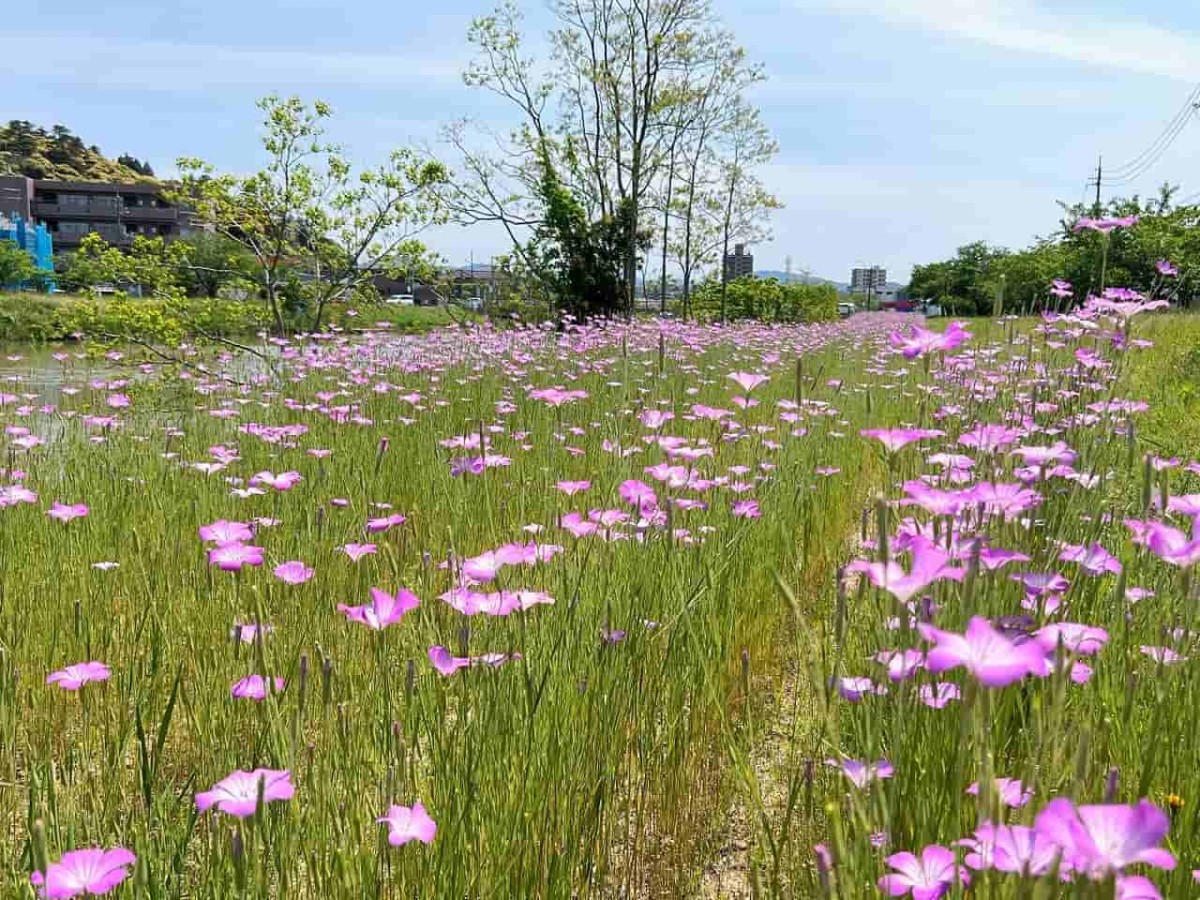 島根県松江市の朝酌川沿いに咲いているムギナデシコの花の様子