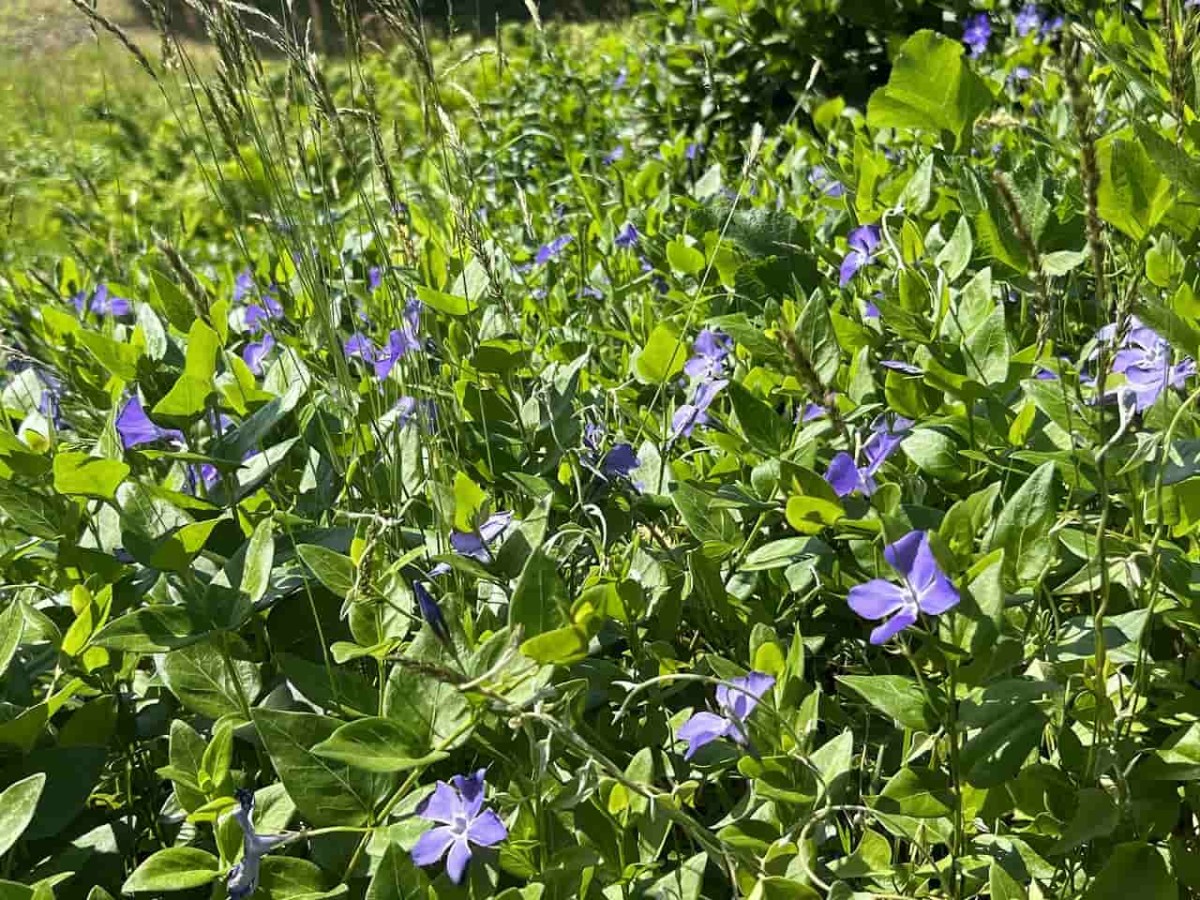 鳥取県の江府町にある「御机（みづくえ）の茅葺小屋」周辺の様子