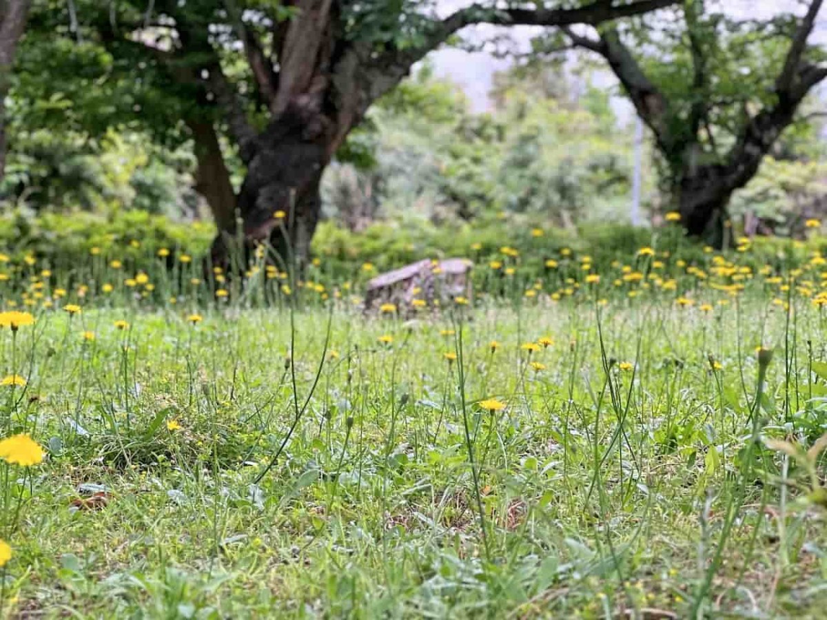 鳥取県大山町にある『名和公園』の様子