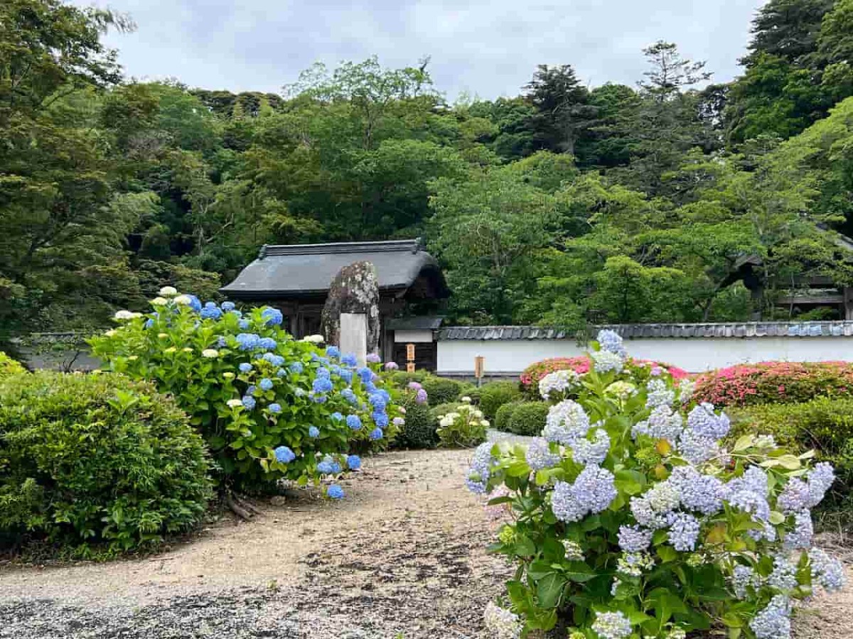 島根県松江市にある『月照寺』のアジサイの様子