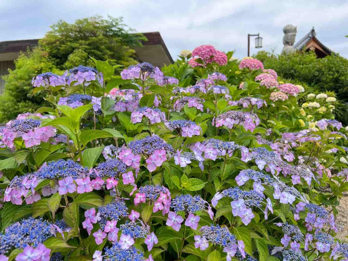 島根県松江市にある『月照寺』のアジサイの様子