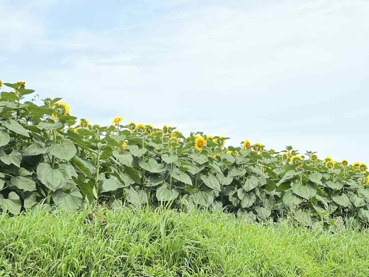 鳥取県大山町にできた花見スポット「光徳ファームひまわり畑」の様子