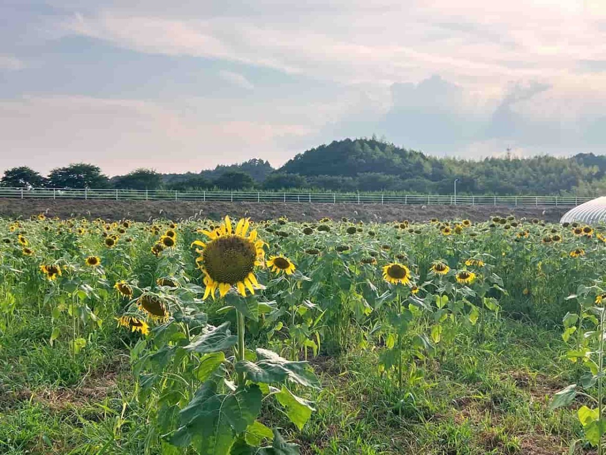 島根県安来市で見ごろのひまわり畑の様子