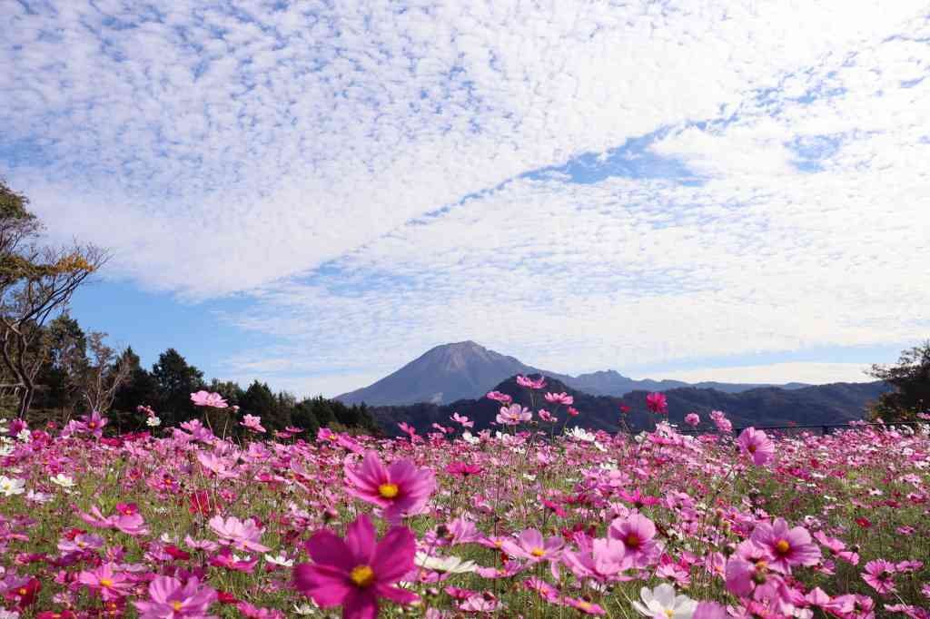 鳥取県西伯郡南部町のイベント「オータムフェスティバル」のイメージ