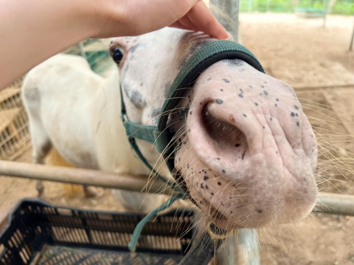 島根県松江市にある動物とふれあえる施設『ポニーの森』の看板