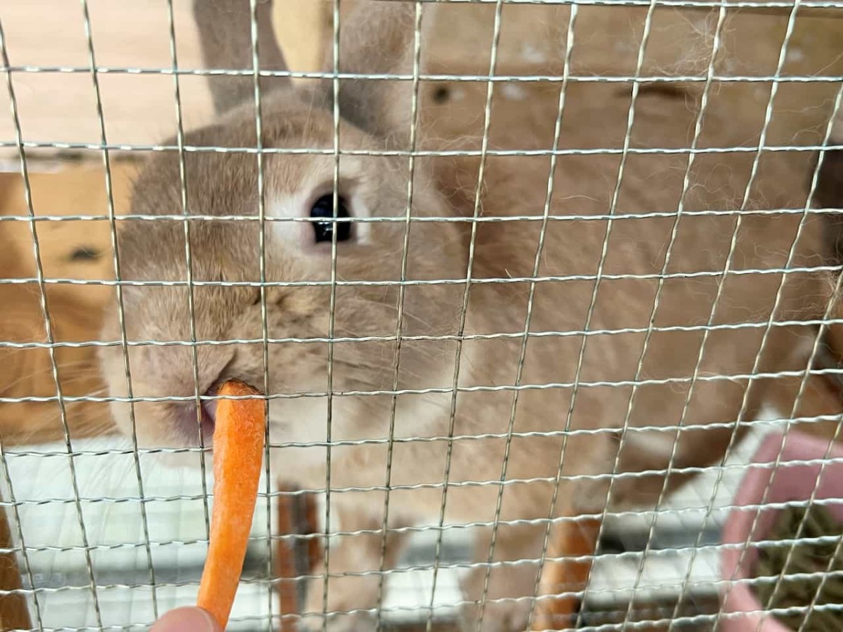 島根県松江市にある動物とふれあえる施設『ポニーの森』にいる動物たち