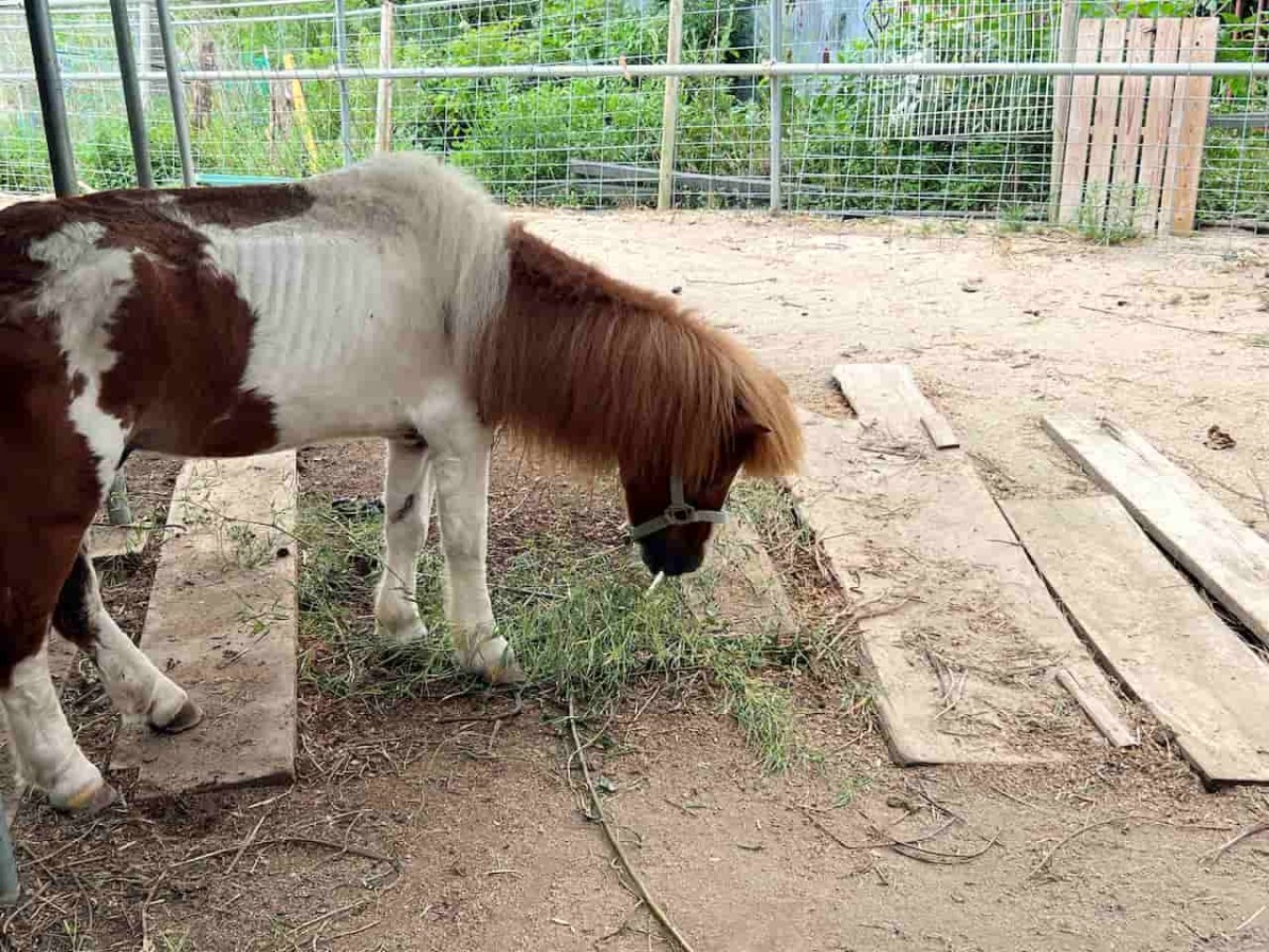 島根県松江市にある動物とふれあえる施設『ポニーの森』にいる動物