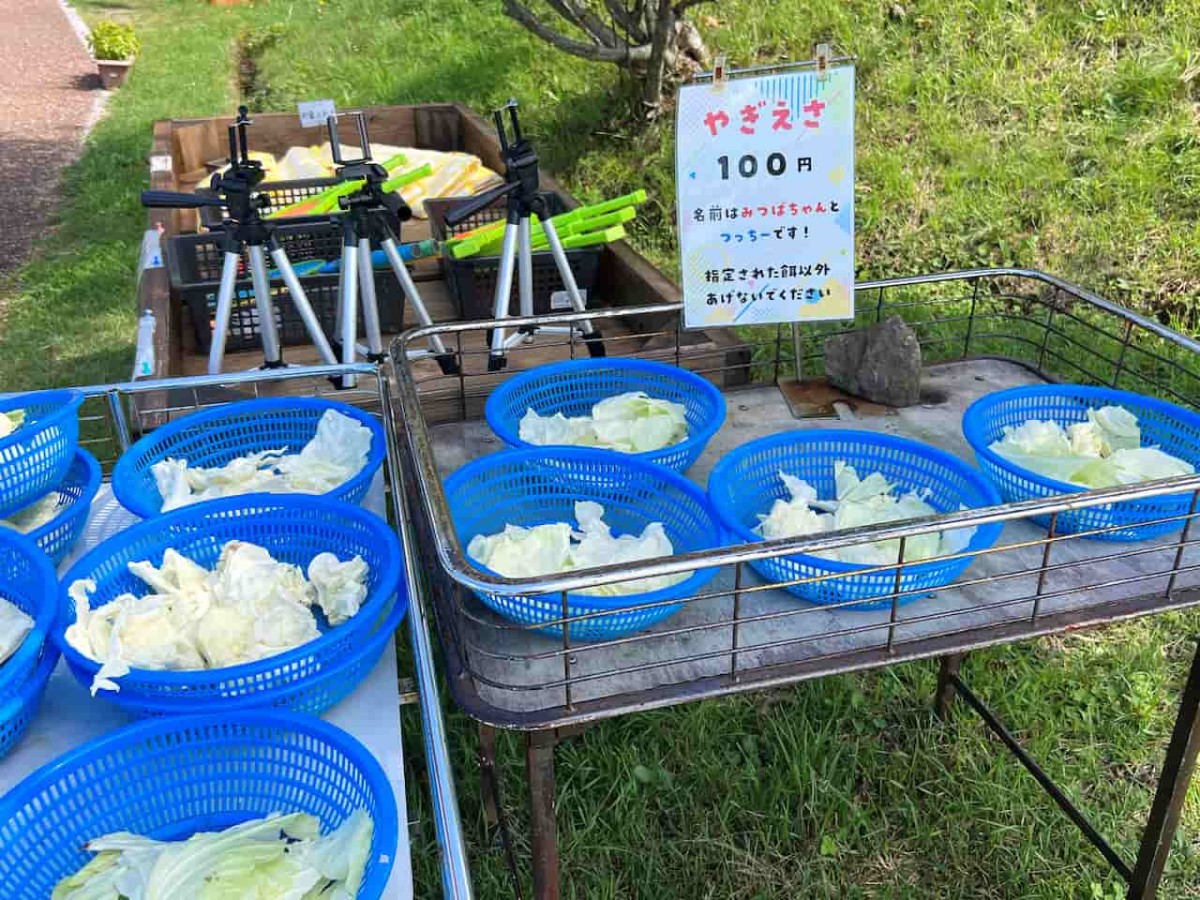 鳥取県西伯郡伯耆町の『天空リフト』近くで見られるススキ畑の様子