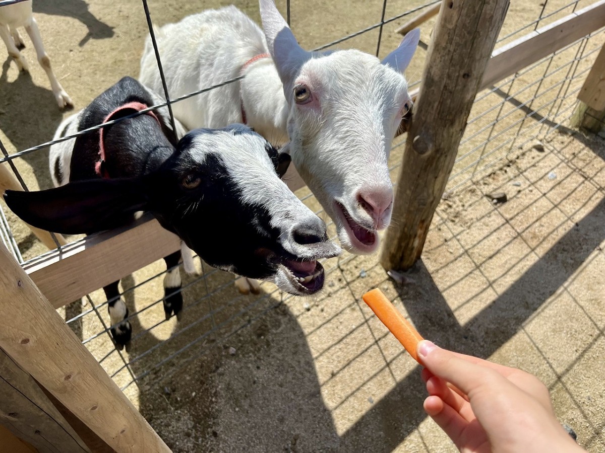 島根県安来市の観光牧場『やぎのいえ』の動物たち