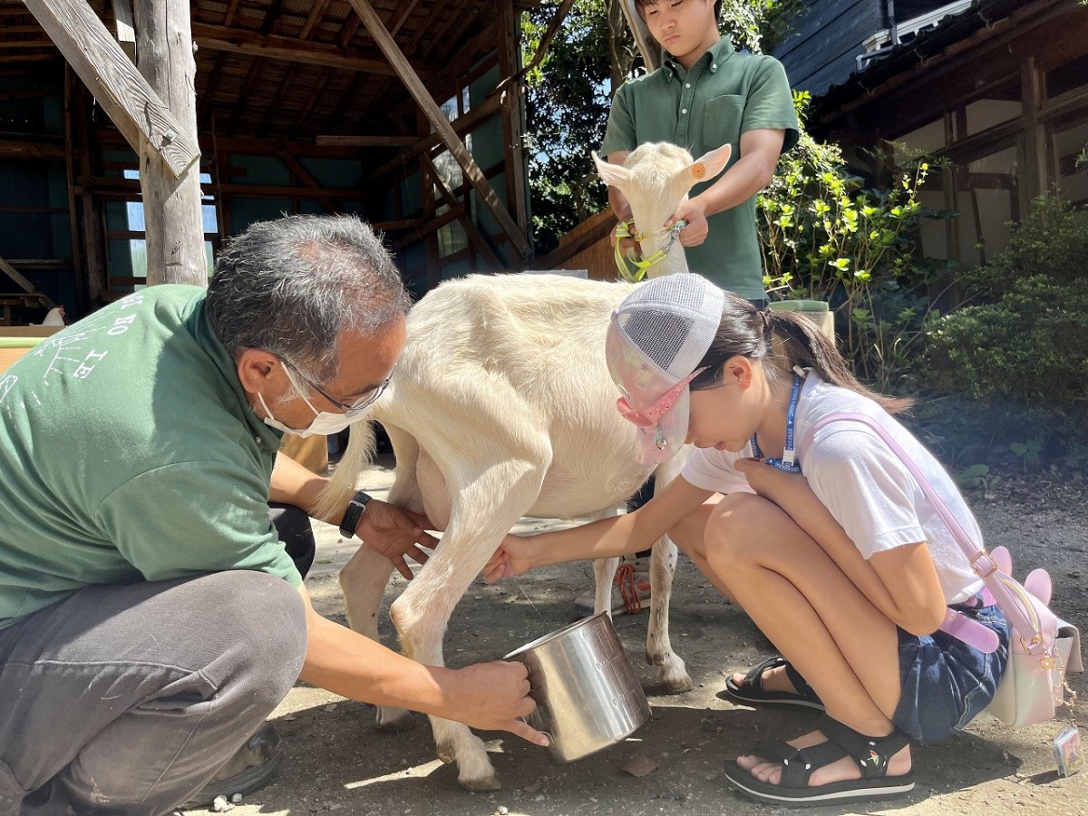 島根県安来市の観光牧場『やぎのいえ』での搾乳体験の様子