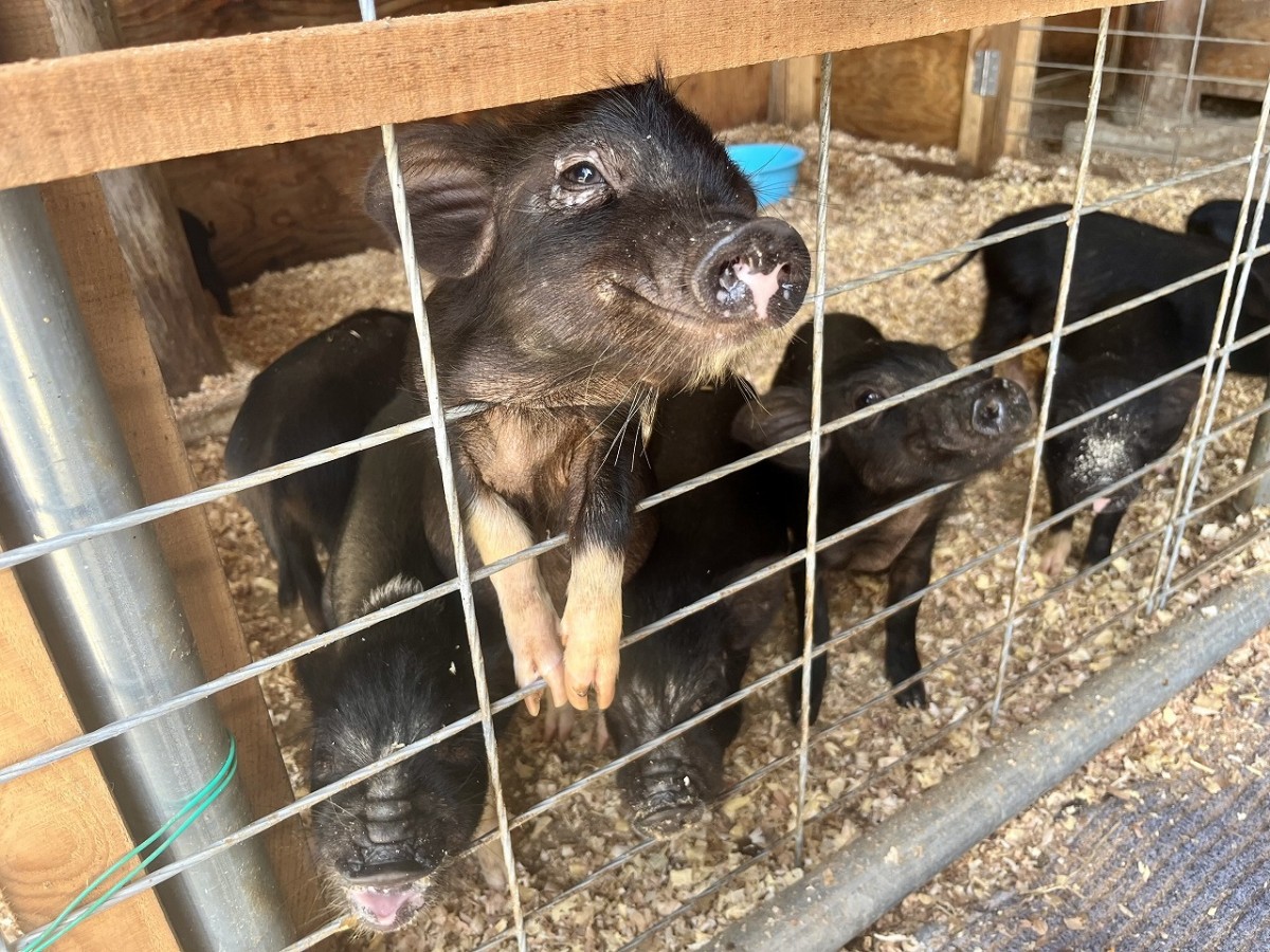 島根県安来市の観光牧場『やぎのいえ』の動物たち