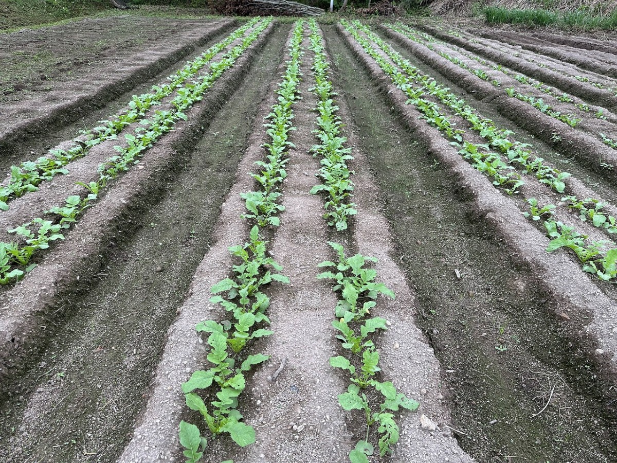 鳥取県伯耆町にオープンした『食処そうしゃん』の自家農園『前田農園』の様子