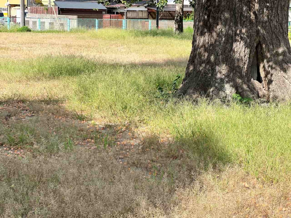 鳥取県境港市にある『日ノ出広場（妖木の公園）』の様子